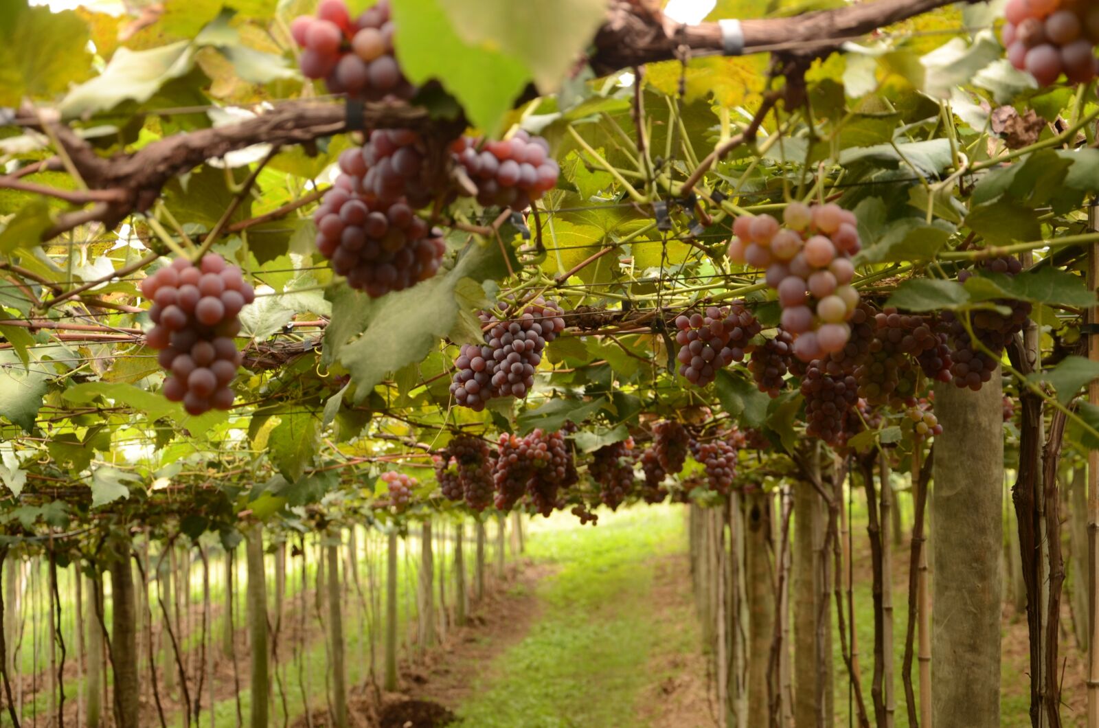 Nikon D7000 sample photo. Grape, videira, fruit photography