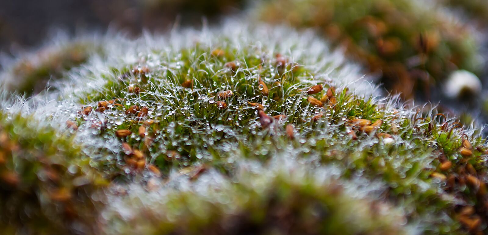 Nikon D3100 sample photo. Moss, drip, water photography