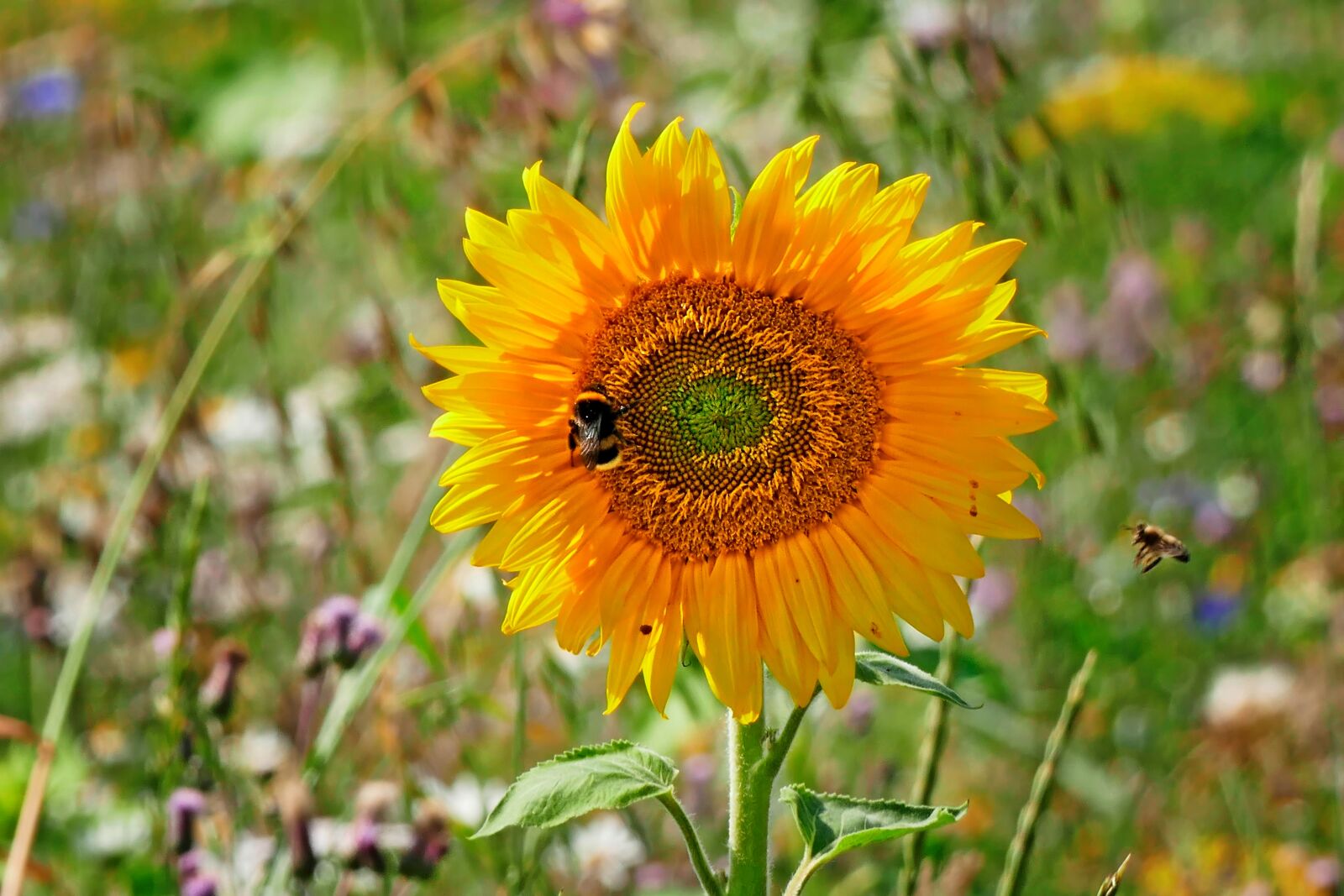Panasonic Lumix DMC-FZ1000 sample photo. Sunflower, insect, bees photography