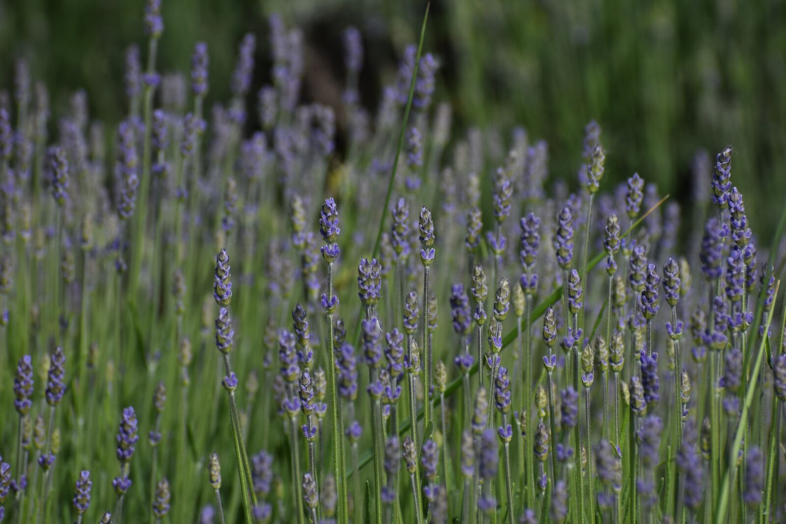 Nikon D3500 sample photo. Flowers, spring, flora photography