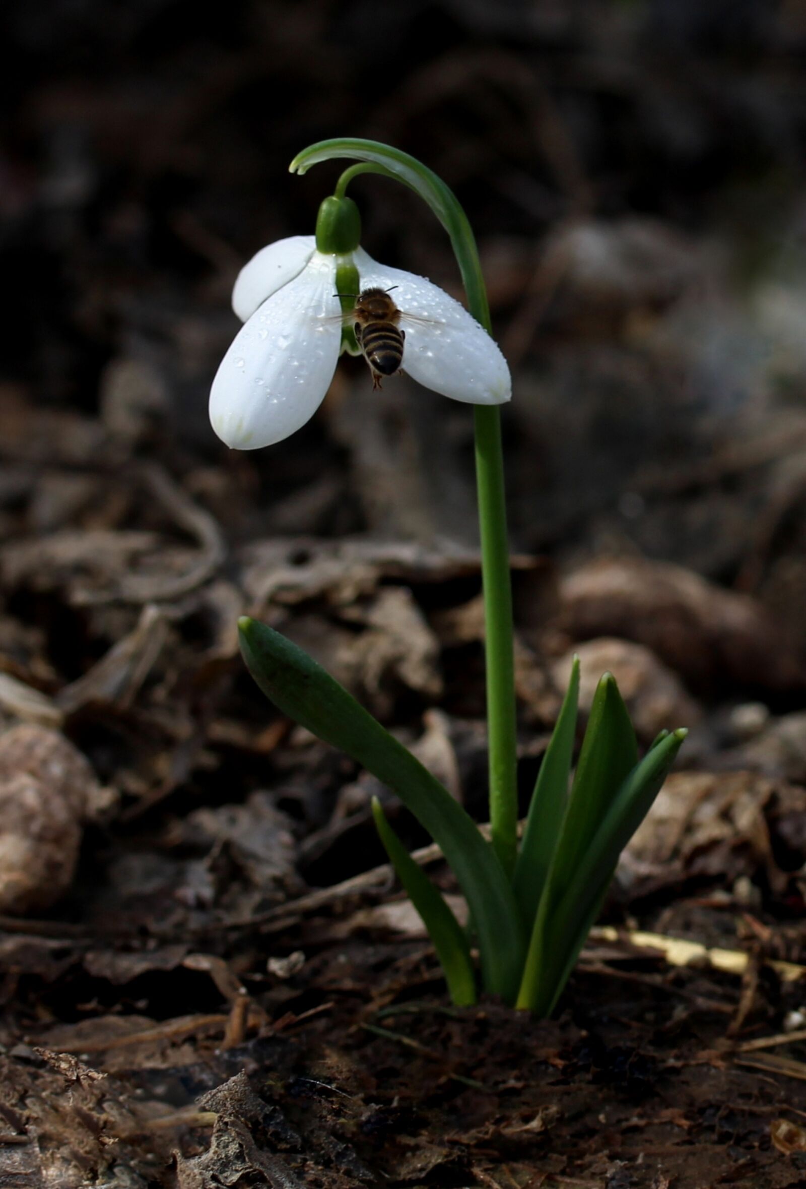 Canon EOS 700D (EOS Rebel T5i / EOS Kiss X7i) sample photo. Snowdrop, bee, spring photography