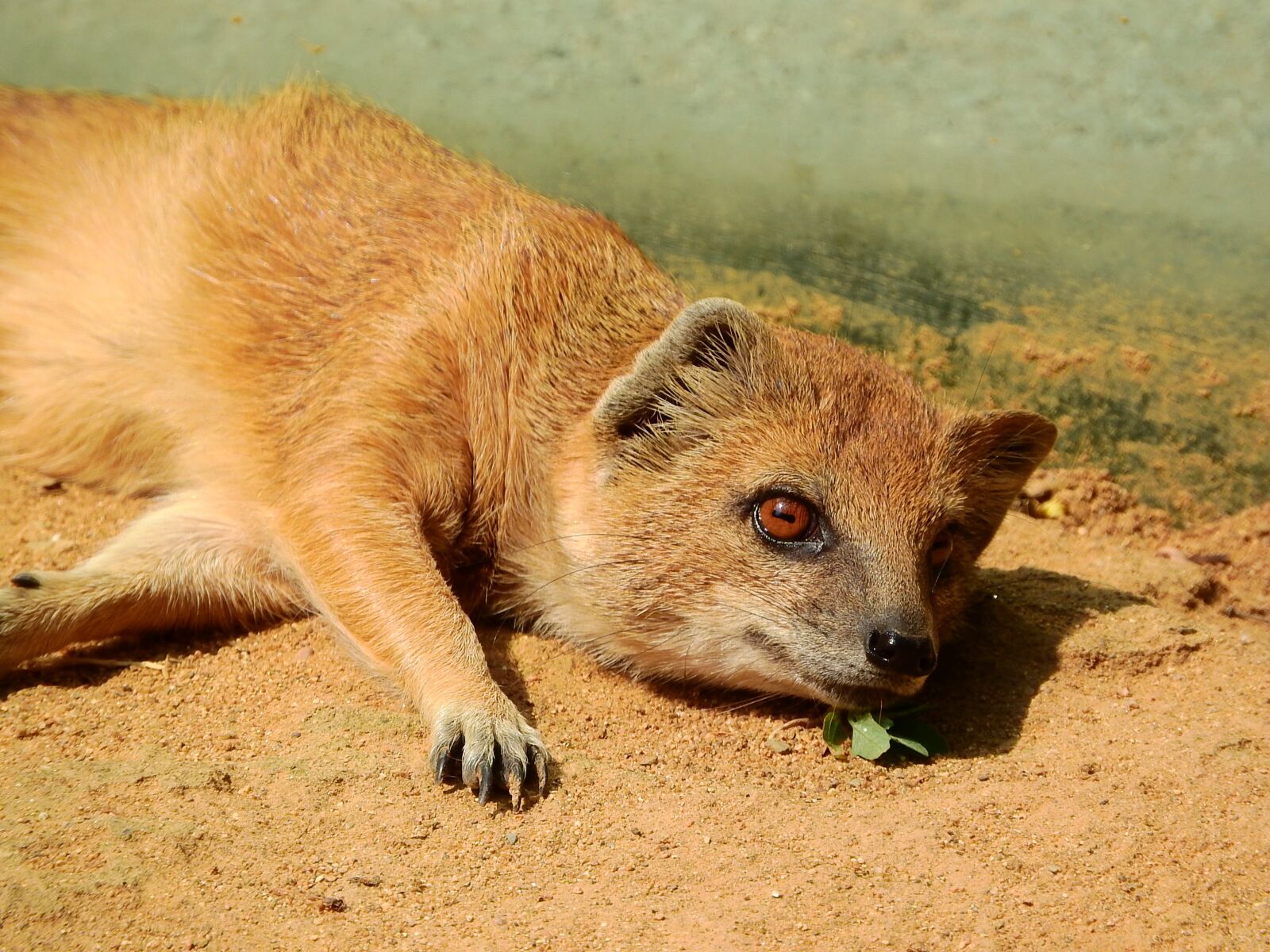 Nikon Coolpix P610 sample photo. Mongoose fox, mongoose, cynictis photography