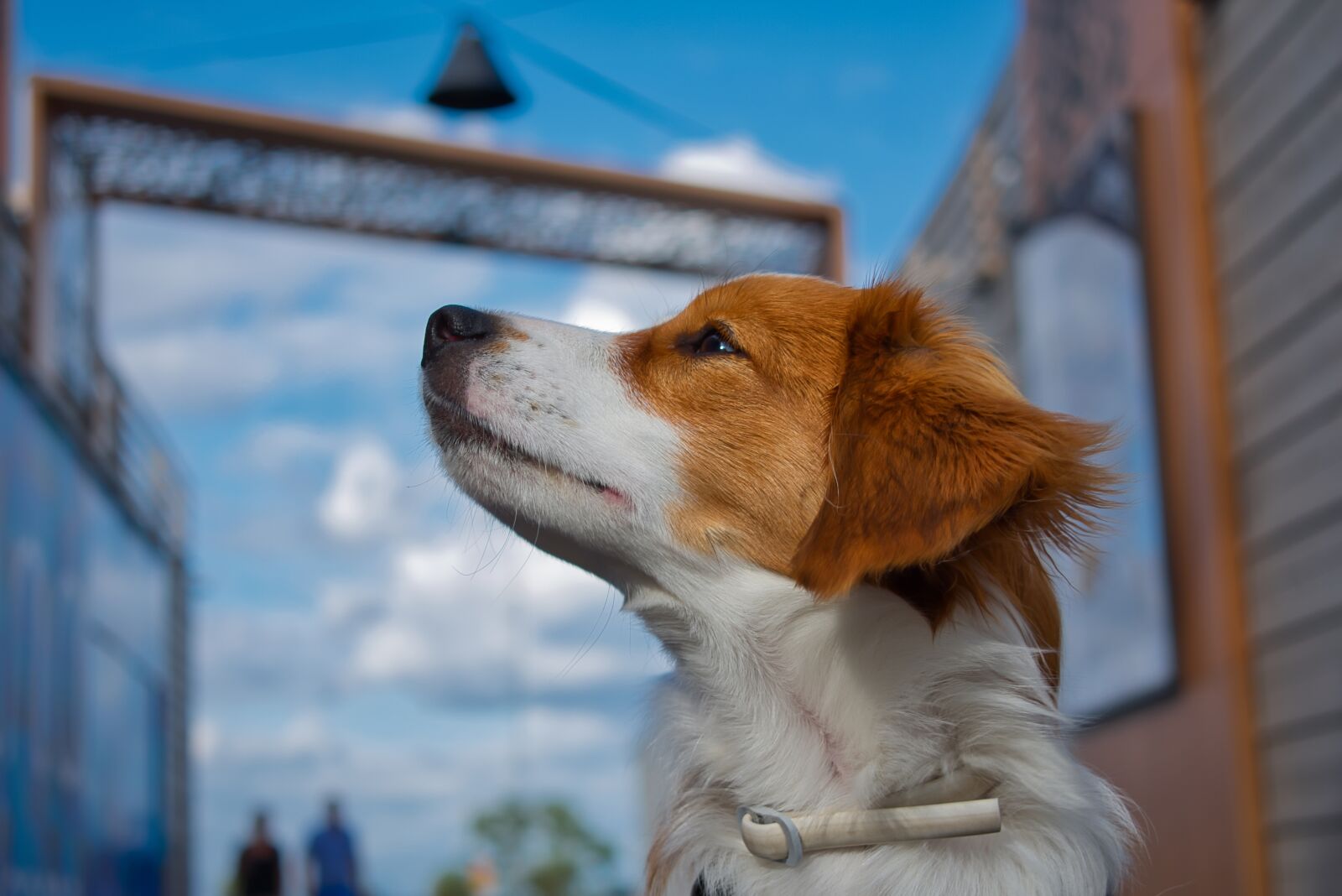 Nikon D3400 sample photo. Kooiker, spaniel, kooikierhondje photography