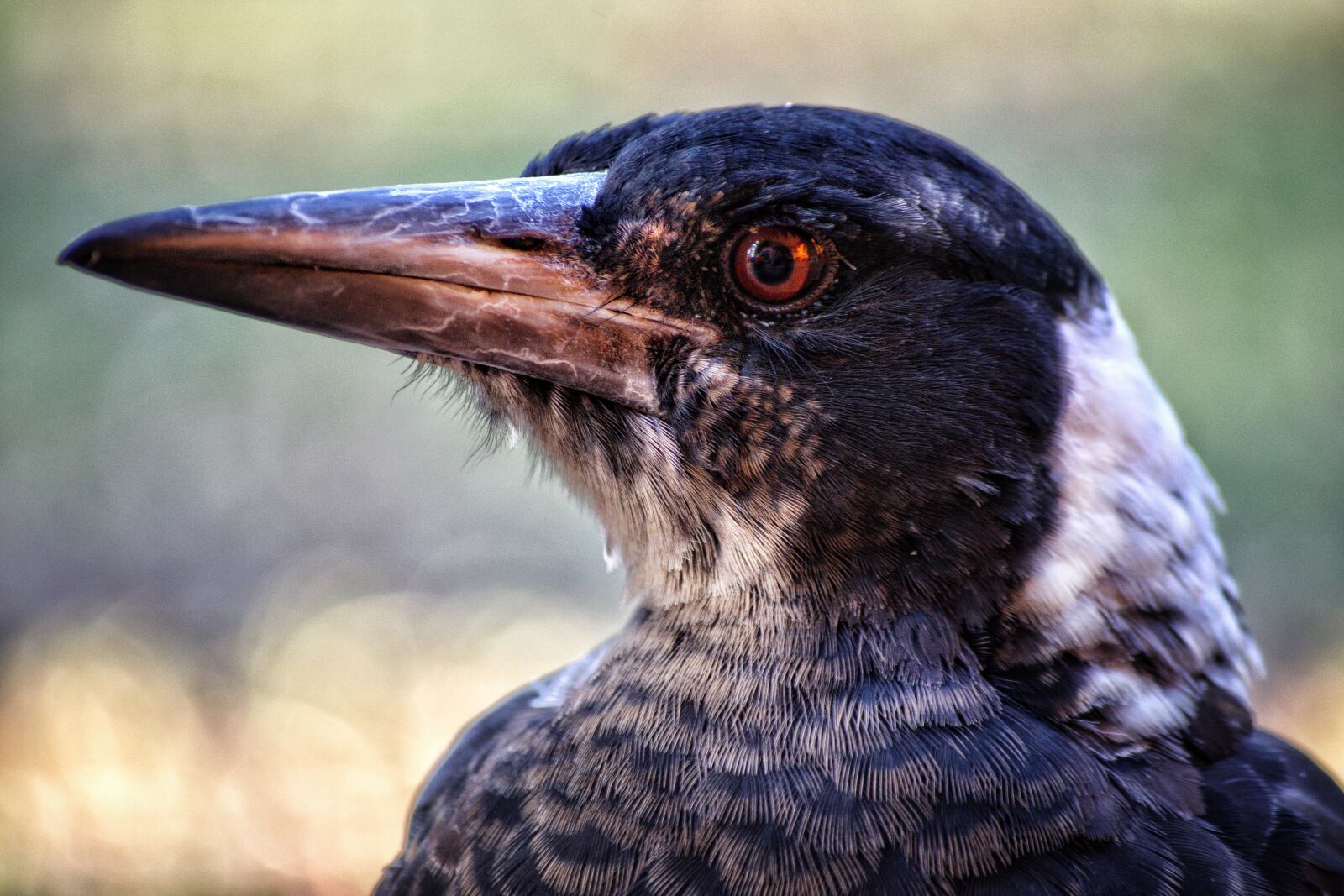 Nikon D3300 sample photo. Magpie, bird, feather photography