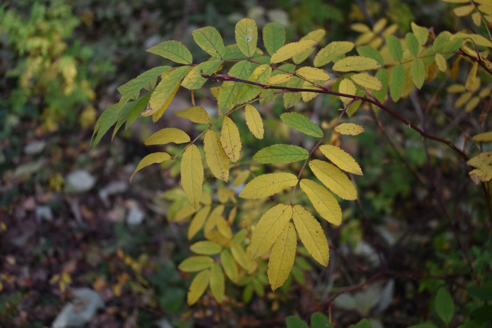 Nikon D3400 sample photo. Autumn, green, sheet photography