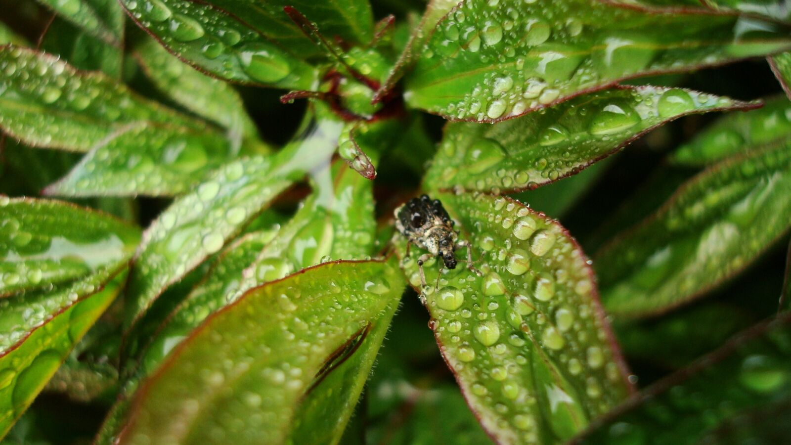 Sony DSC-W80 sample photo. Beetle, rain, spring photography