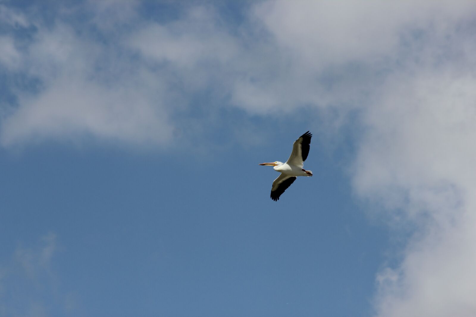 Canon EOS 550D (EOS Rebel T2i / EOS Kiss X4) sample photo. Pelican, pelican in flight photography