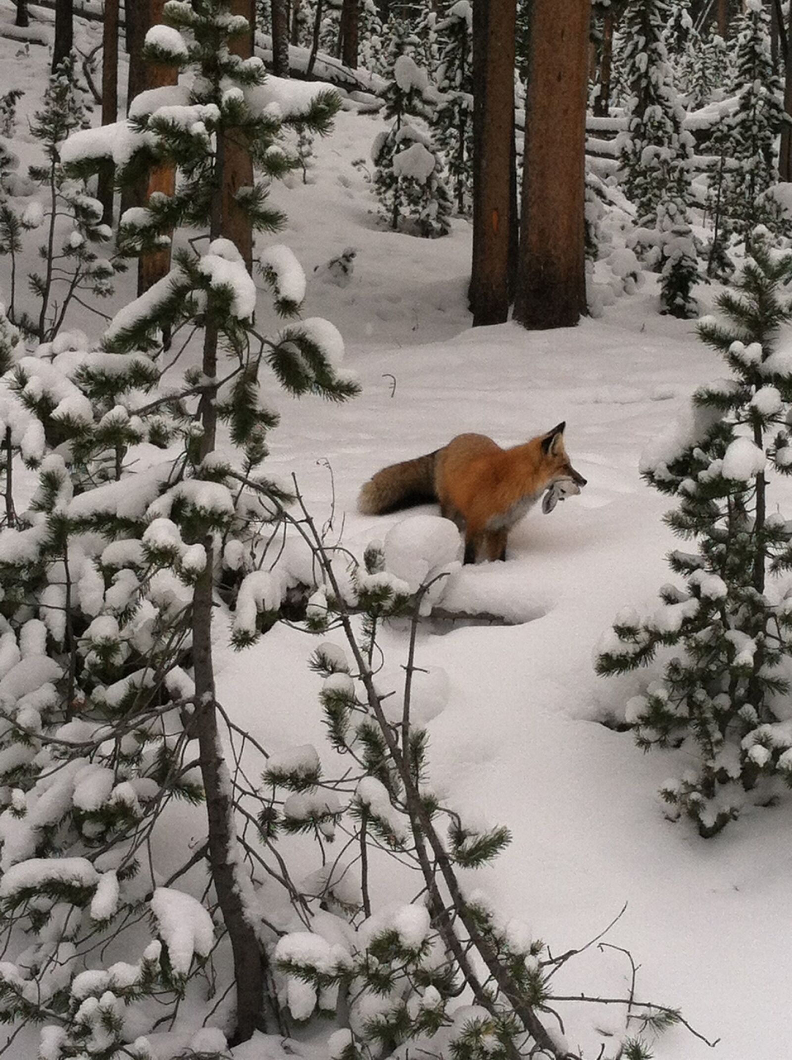 iPhone 4 back camera 3.85mm f/2.8 sample photo. Fox, hunting, prey photography