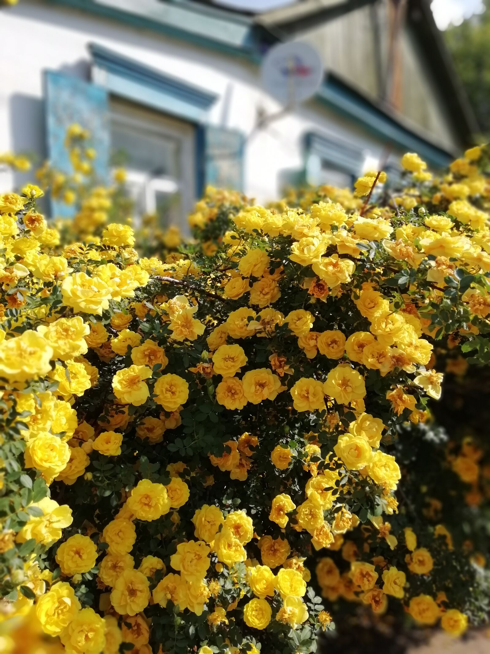 HUAWEI Honor 9 Lite sample photo. Spring, flowers, roses photography