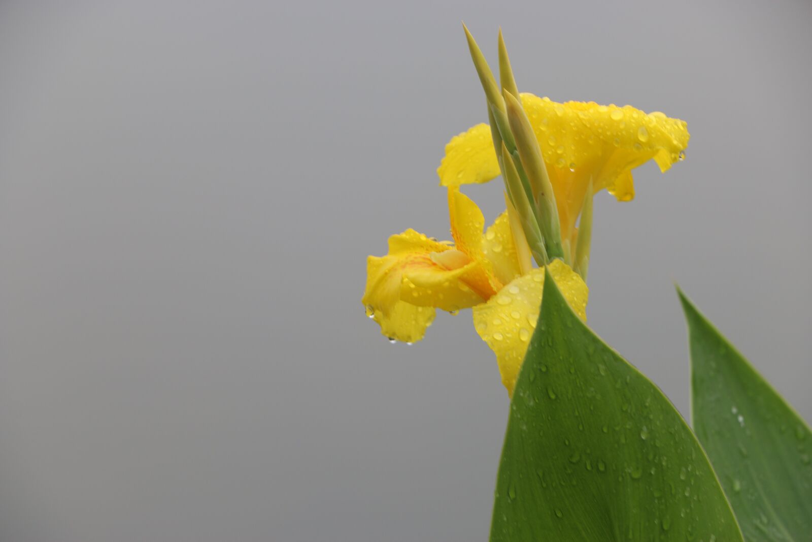 Canon EOS 70D sample photo. Flower, water droplets, rain photography