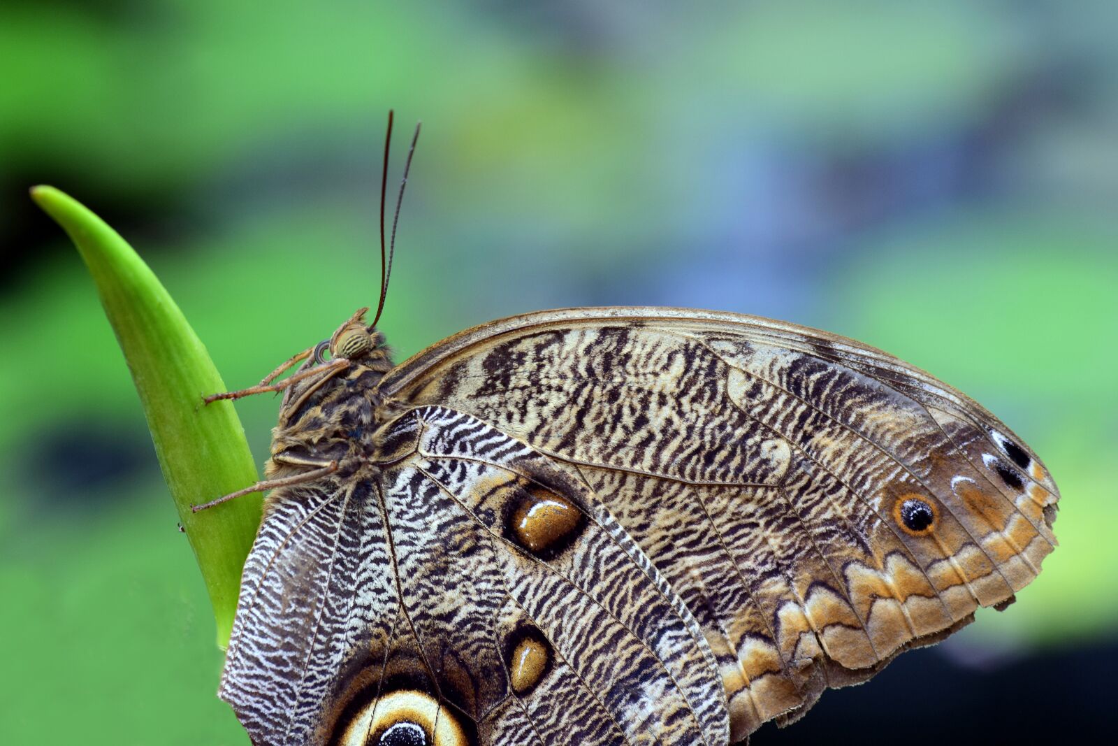 Nikon D3300 sample photo. Owl butterfly, nature, animal photography