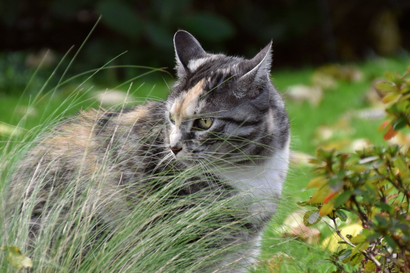 Nikon D5600 sample photo. Cat, domestic cat, pet photography