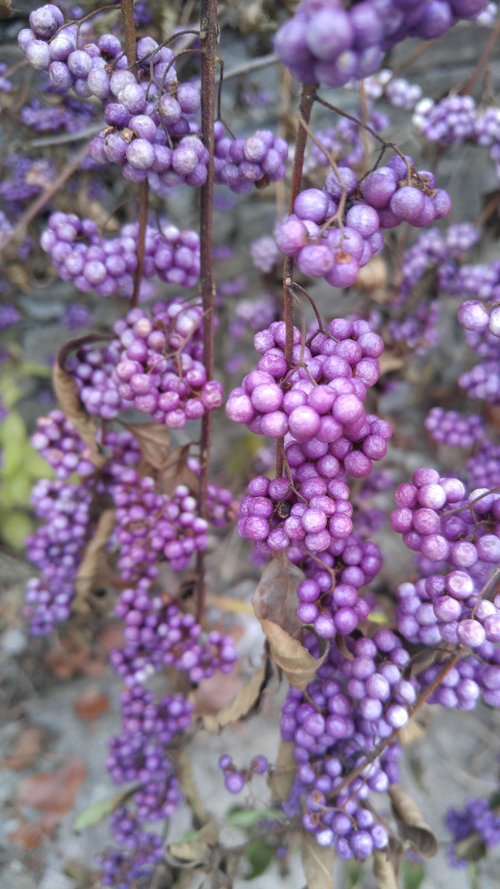 LG V10 sample photo. Nature, lavender, outdoors photography