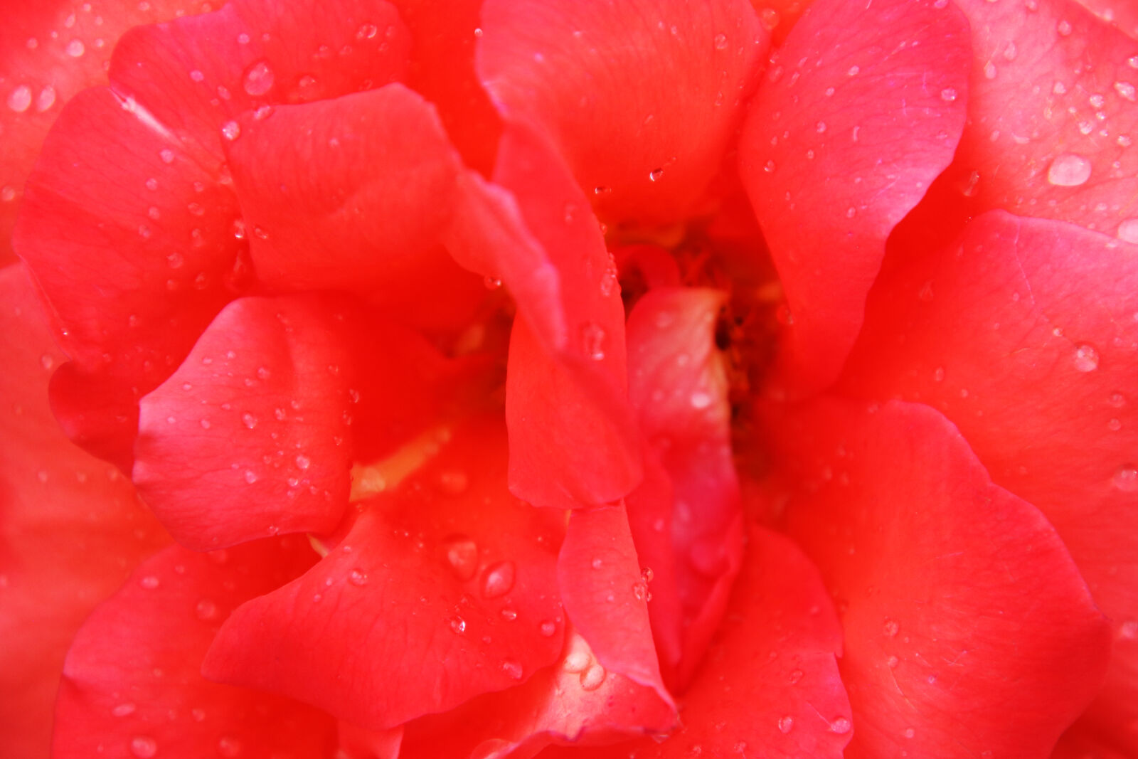 Canon EOS 7D Mark II sample photo. After, the, rain, background photography