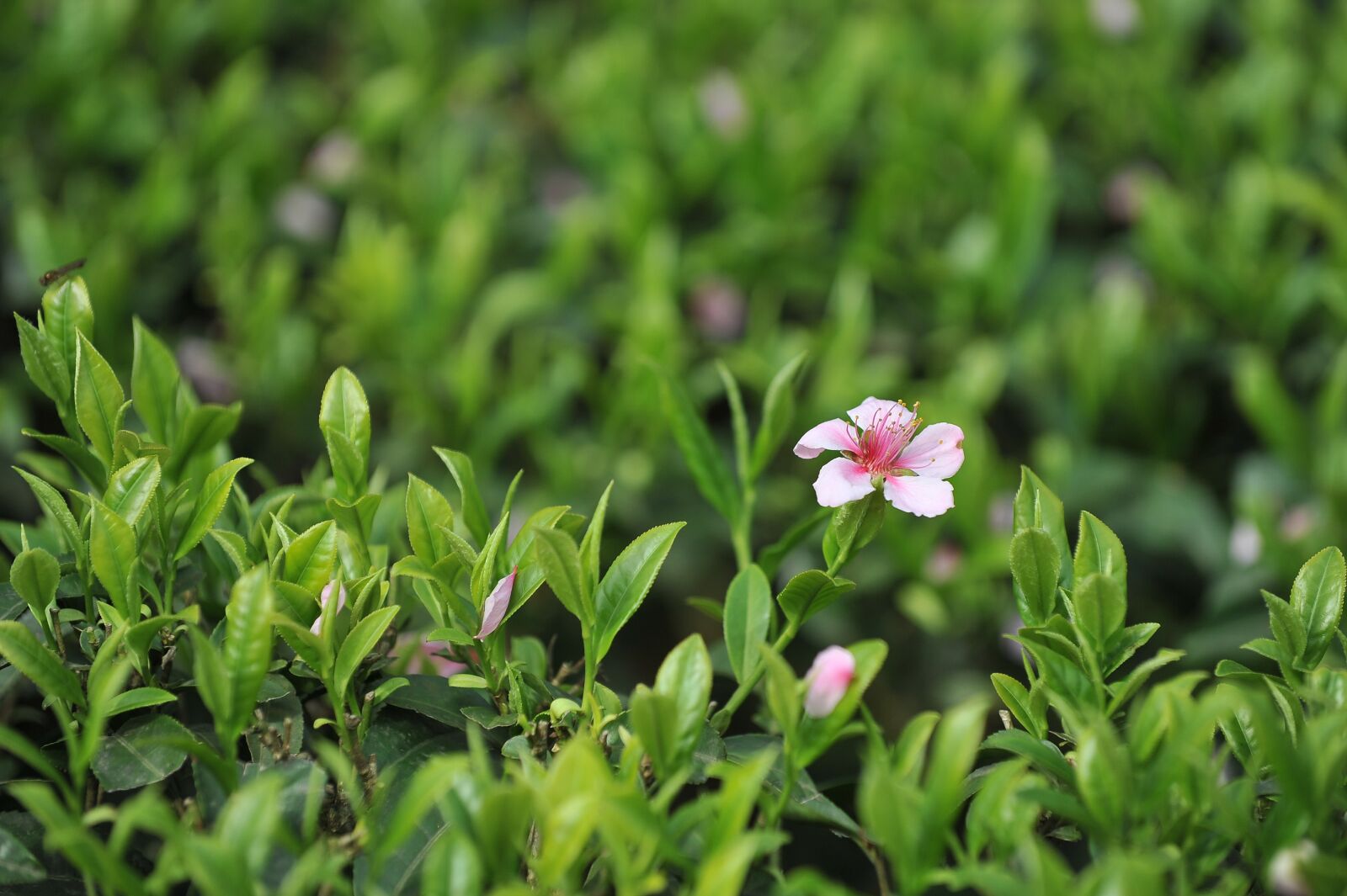 Nikon D700 sample photo. Tea garden, tea, green photography