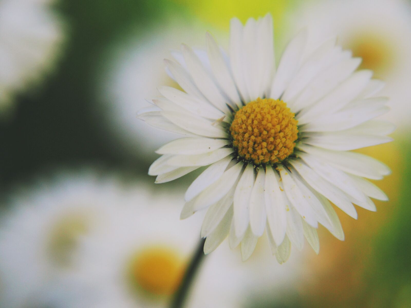 Panasonic Lumix G Vario 14-42mm F3.5-5.6 ASPH OIS sample photo. Flower, daisy, nature photography