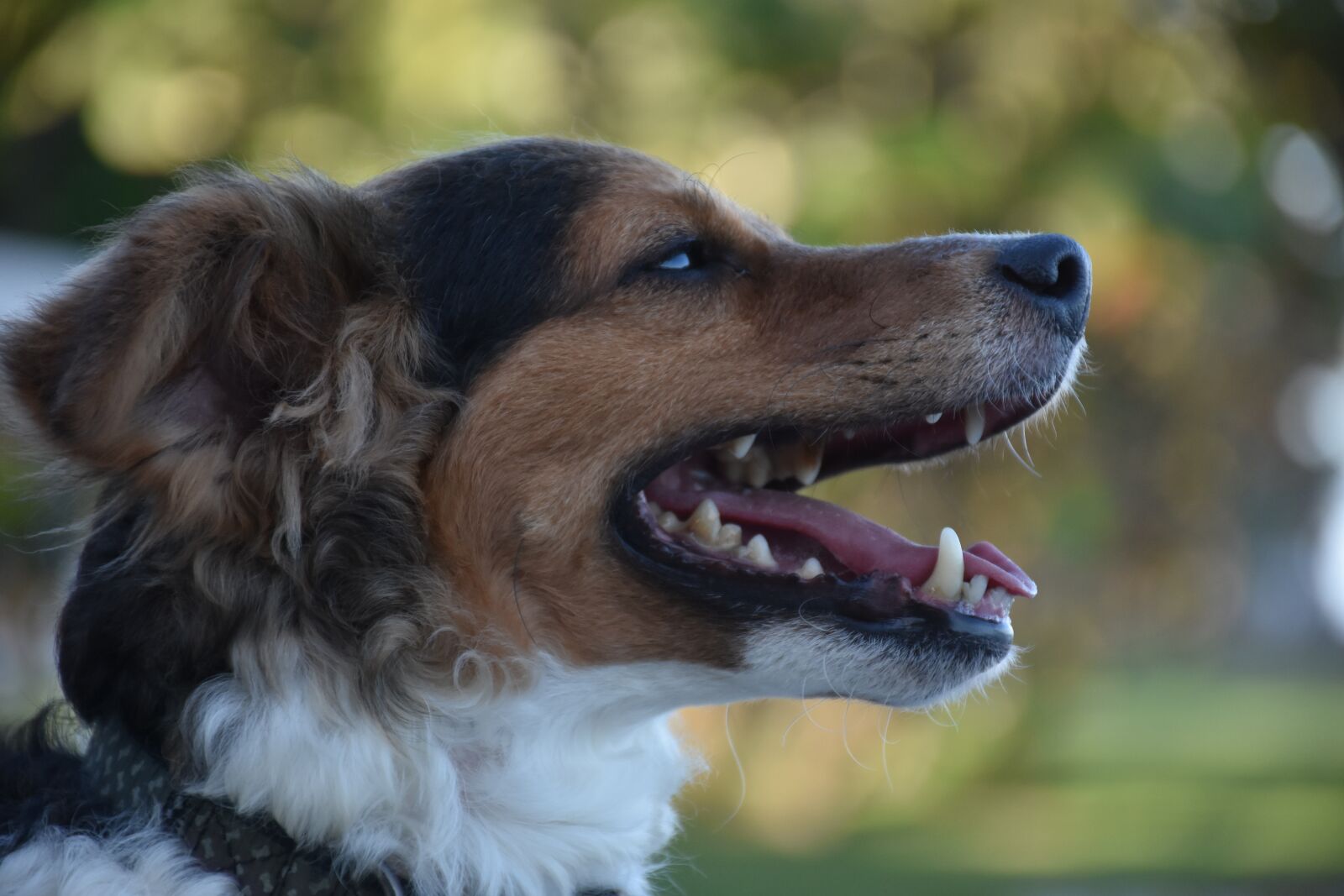 Nikon D7200 sample photo. Dog, puppy, canine photography