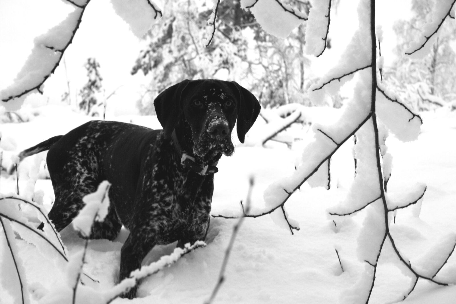 Canon EOS 350D (EOS Digital Rebel XT / EOS Kiss Digital N) sample photo. Dog, german pointer, winter photography
