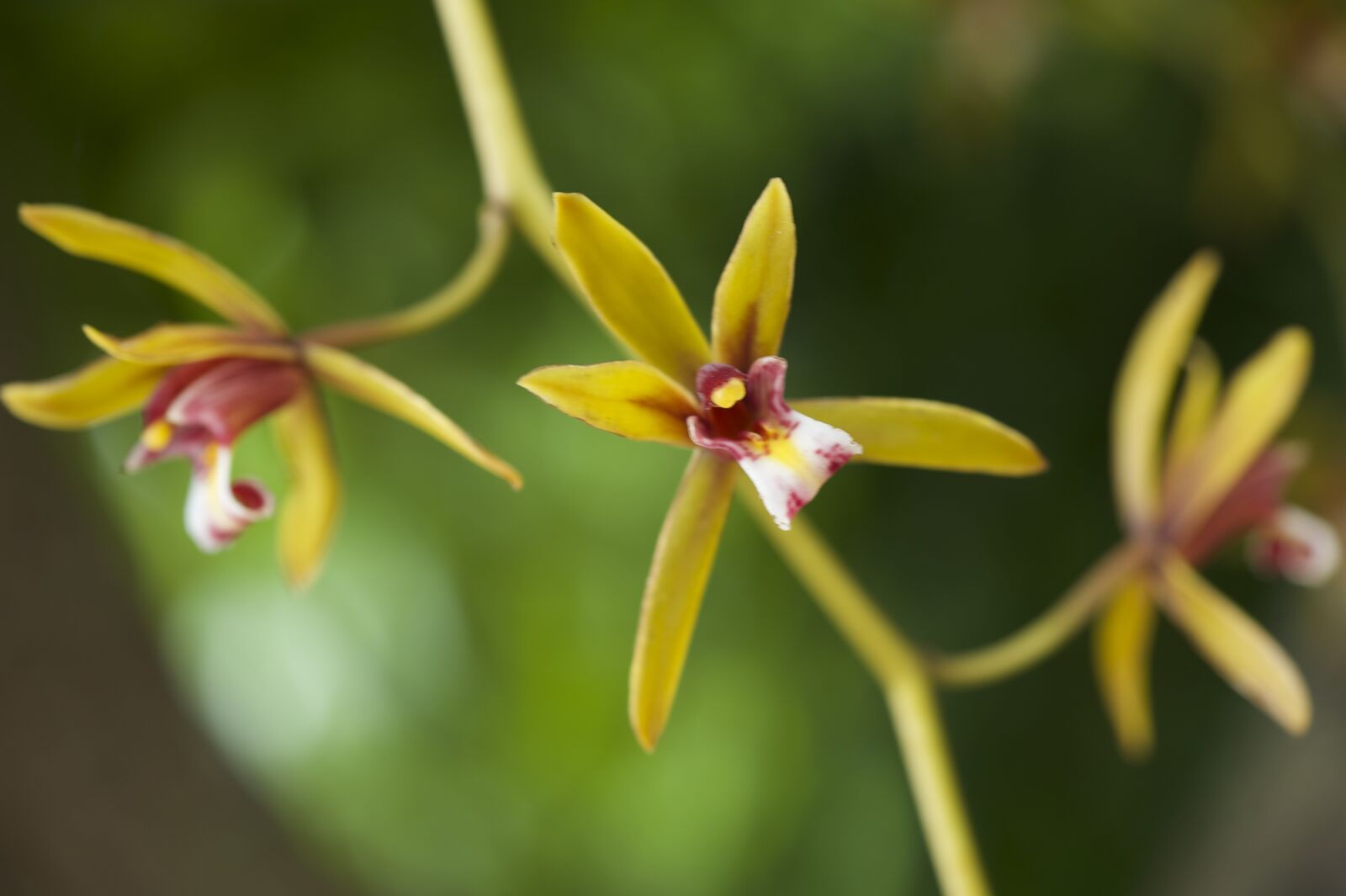 Nikon D700 sample photo. Wildflowers, nature, plant photography