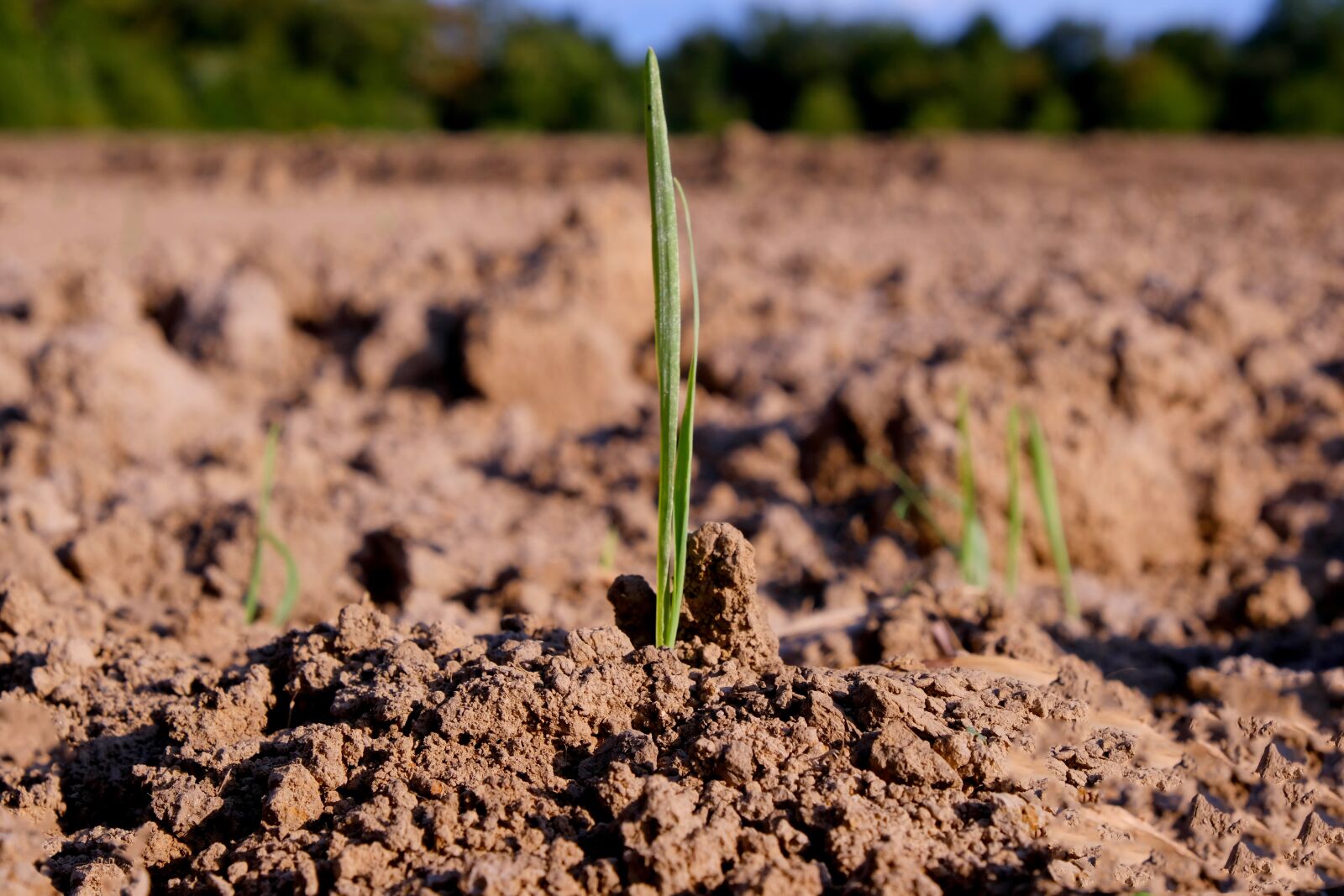 Fujifilm X-T20 sample photo. Engine, arable, nature photography
