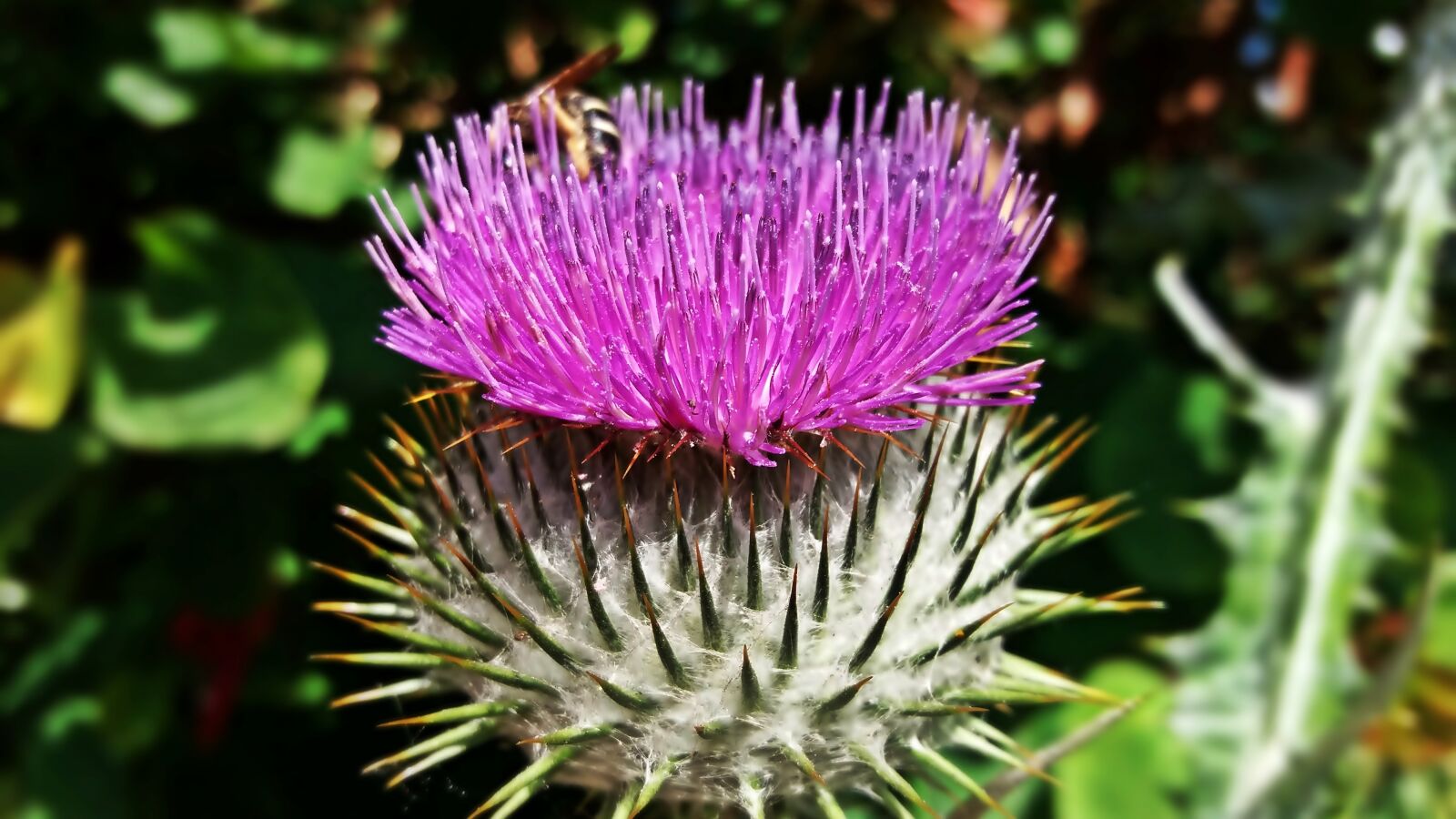 Samsung Galaxy J5 sample photo. Thistle, flower, spikes photography
