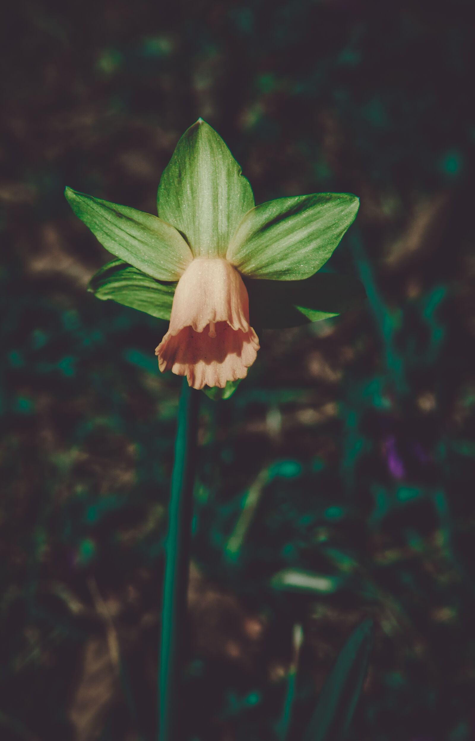 Nikon D5100 sample photo. Plant, flower, bloom photography