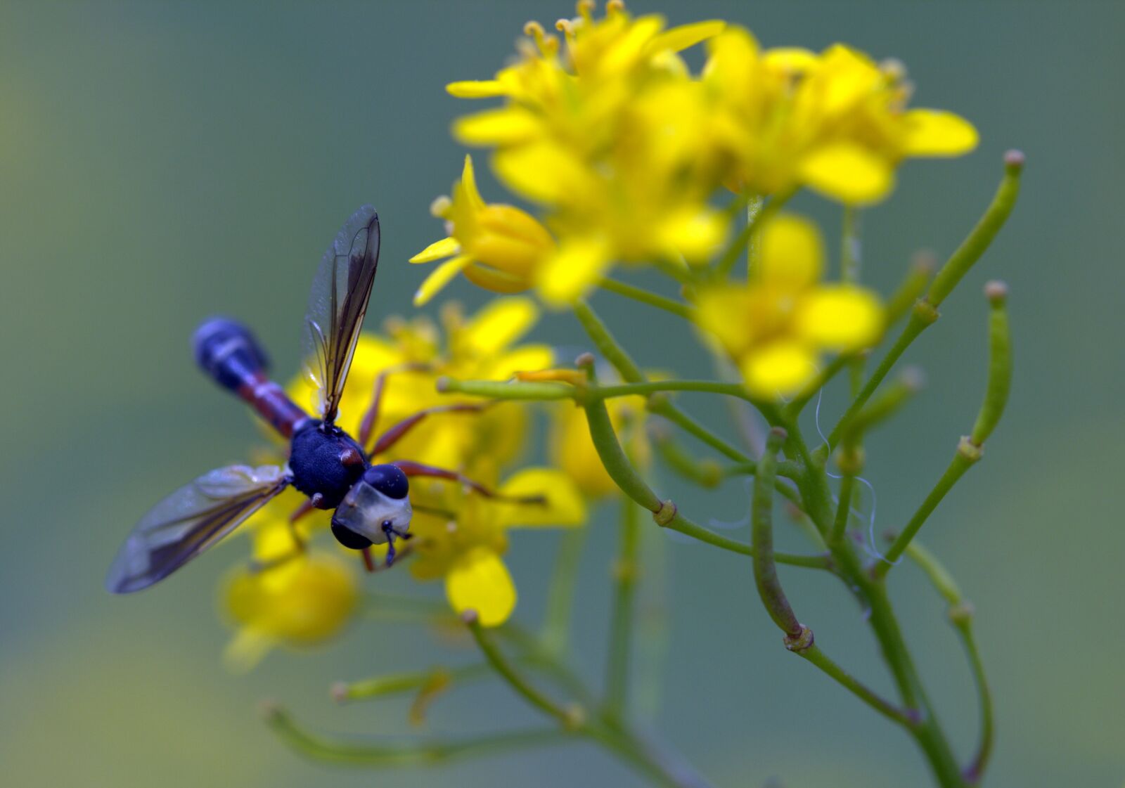 Canon EF-S 60mm F2.8 Macro USM sample photo. Wasp, flower, yellow photography