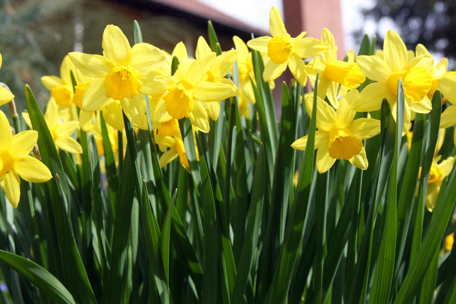 Canon EOS 40D sample photo. Osterblumen, daffodils, osterglocken photography
