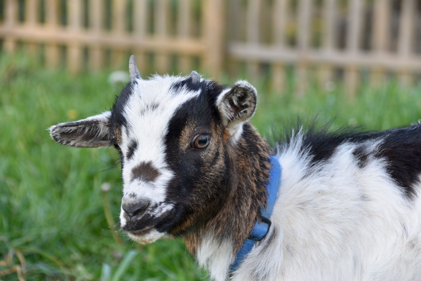 Nikon D5600 sample photo. Goat, kid, goat dwarf photography