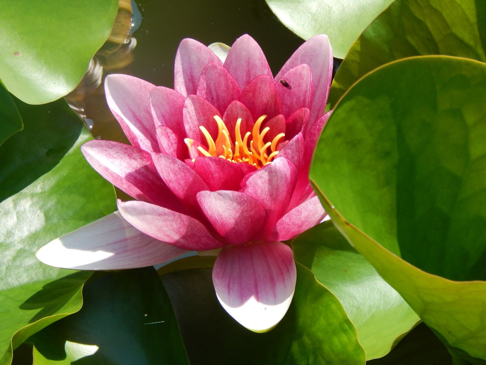 Nikon Coolpix L820 sample photo. Water lily, aquatic plant photography