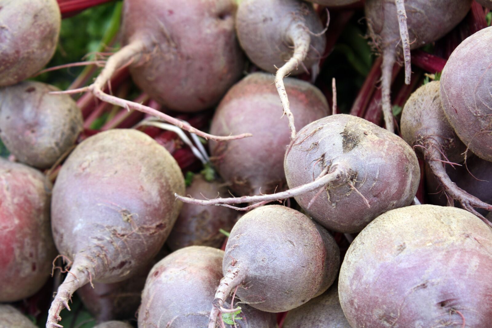 Canon EOS 1000D (EOS Digital Rebel XS / EOS Kiss F) sample photo. Beets, beats, farmers photography