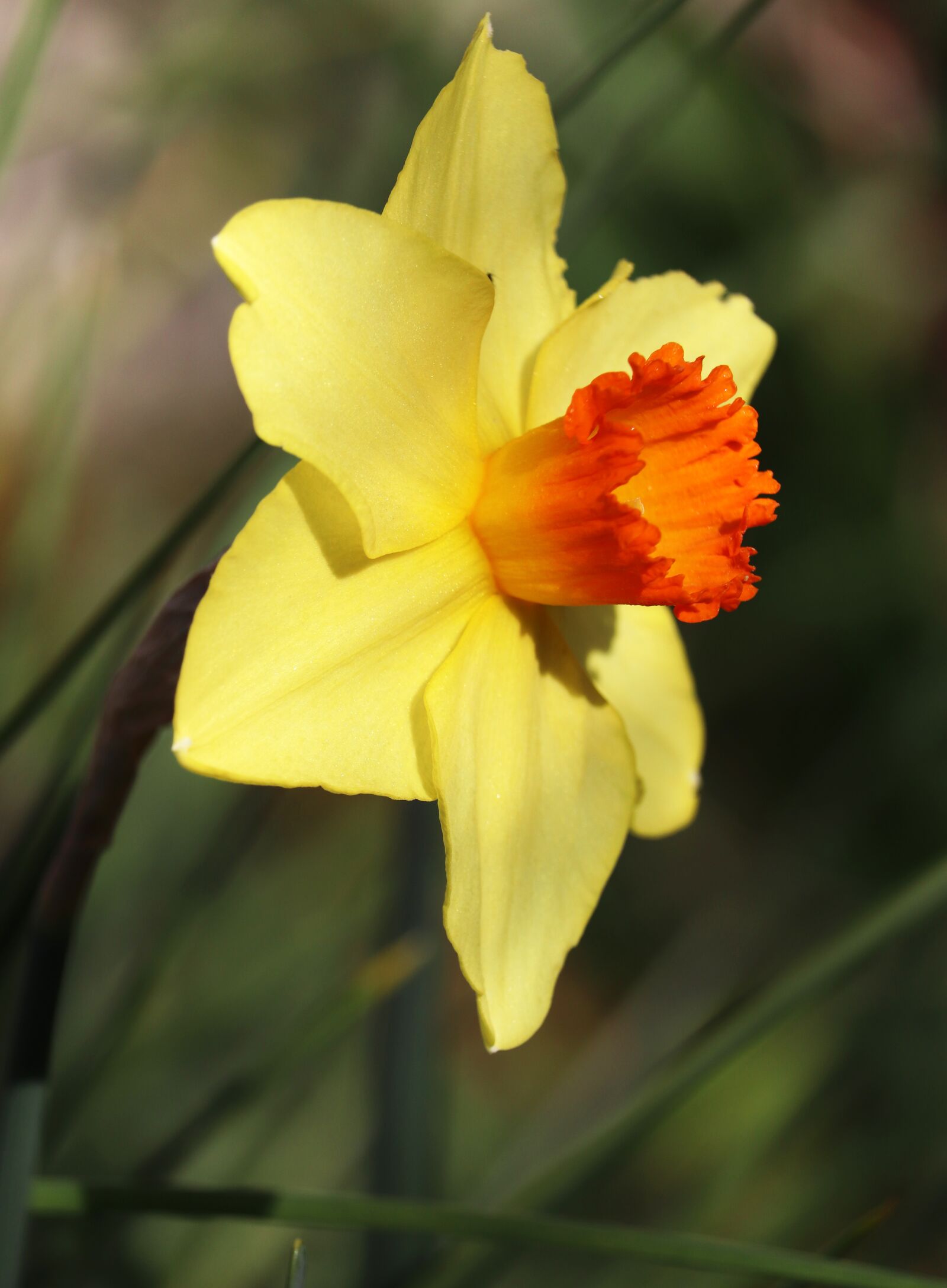 Canon EOS 800D (EOS Rebel T7i / EOS Kiss X9i) sample photo. Daffodil, yellow, orange trumpet photography