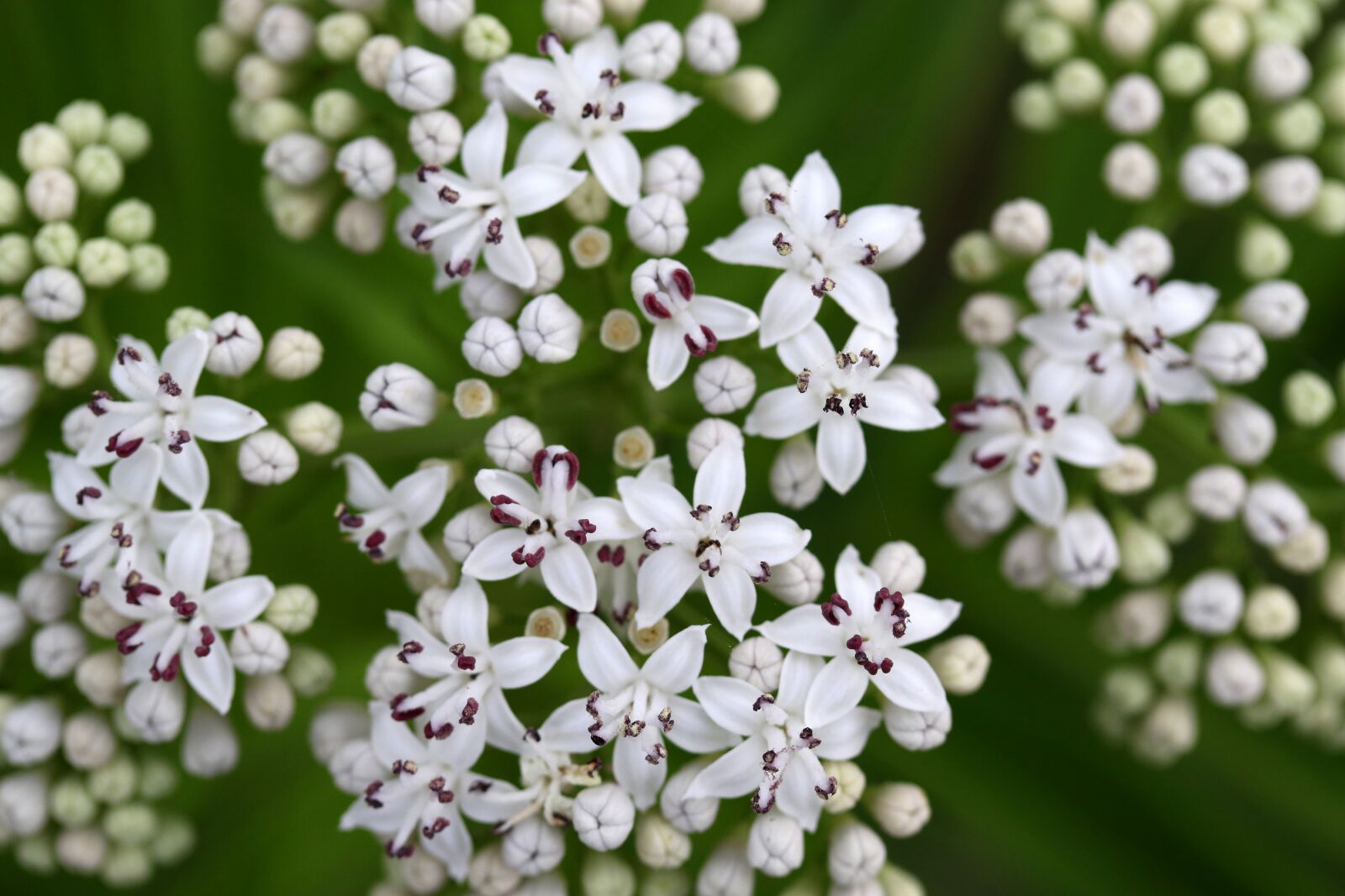 Canon EF-S 60mm F2.8 Macro USM sample photo. Flower, white, bundle photography