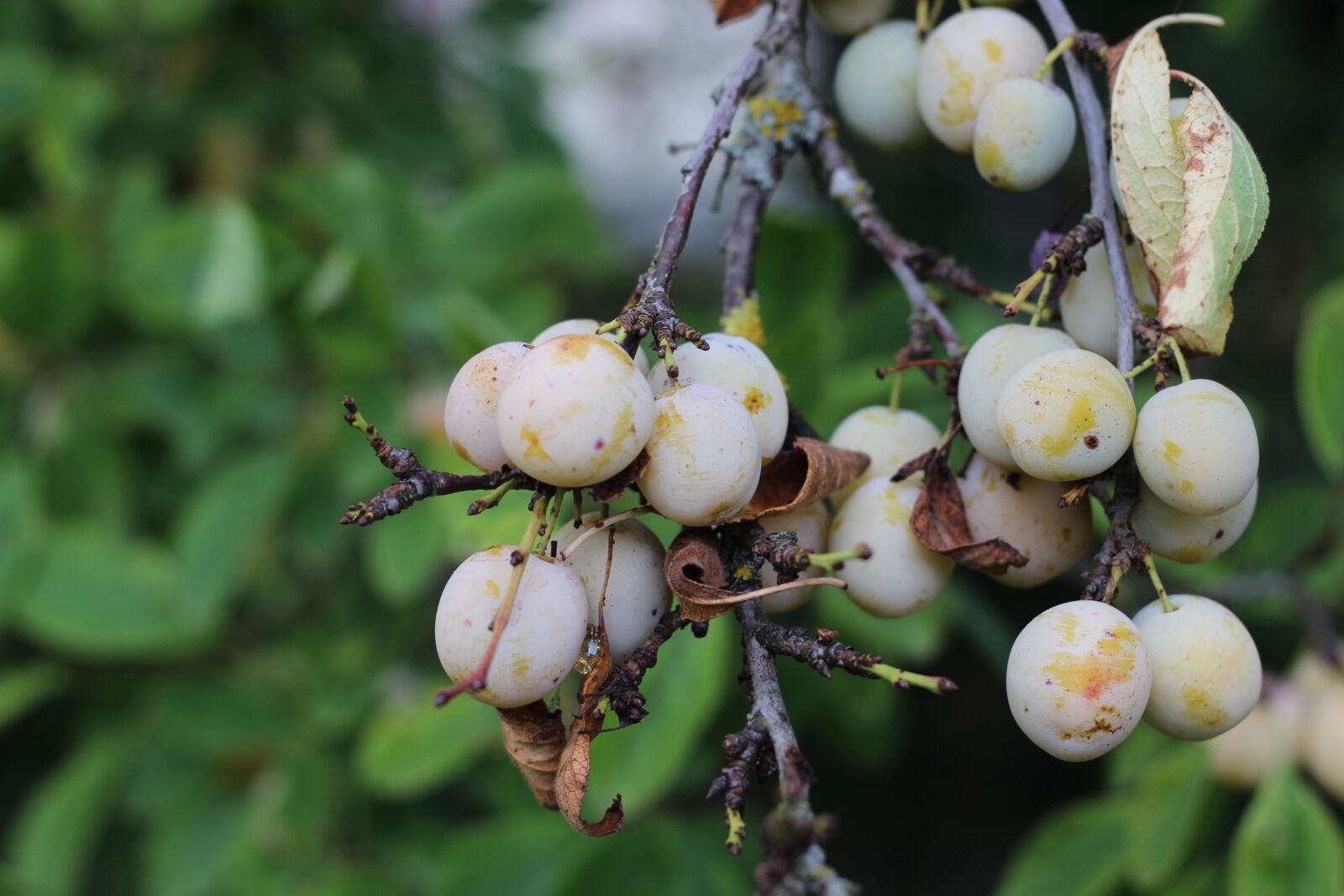 Canon EOS 600D (Rebel EOS T3i / EOS Kiss X5) + Canon EF 50mm F1.8 STM sample photo. Mirabelle, tree, fruit photography