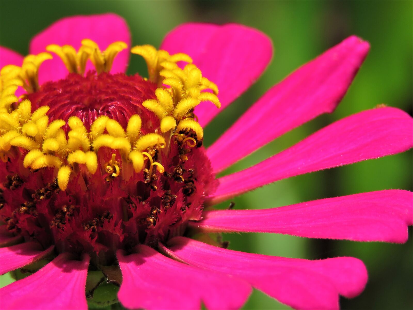 Canon PowerShot SX60 HS sample photo. Flower, nature, flora photography