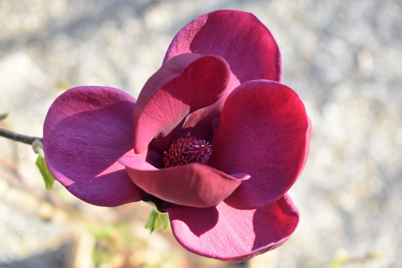 Nikon D5500 sample photo. Magnolia, blossom, bloom photography