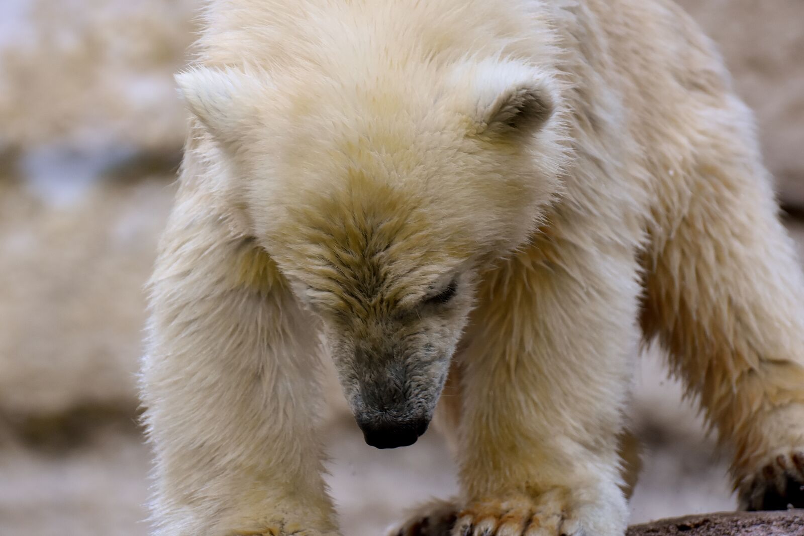 Nikon D7200 sample photo. Polar bear, zoo, animal photography
