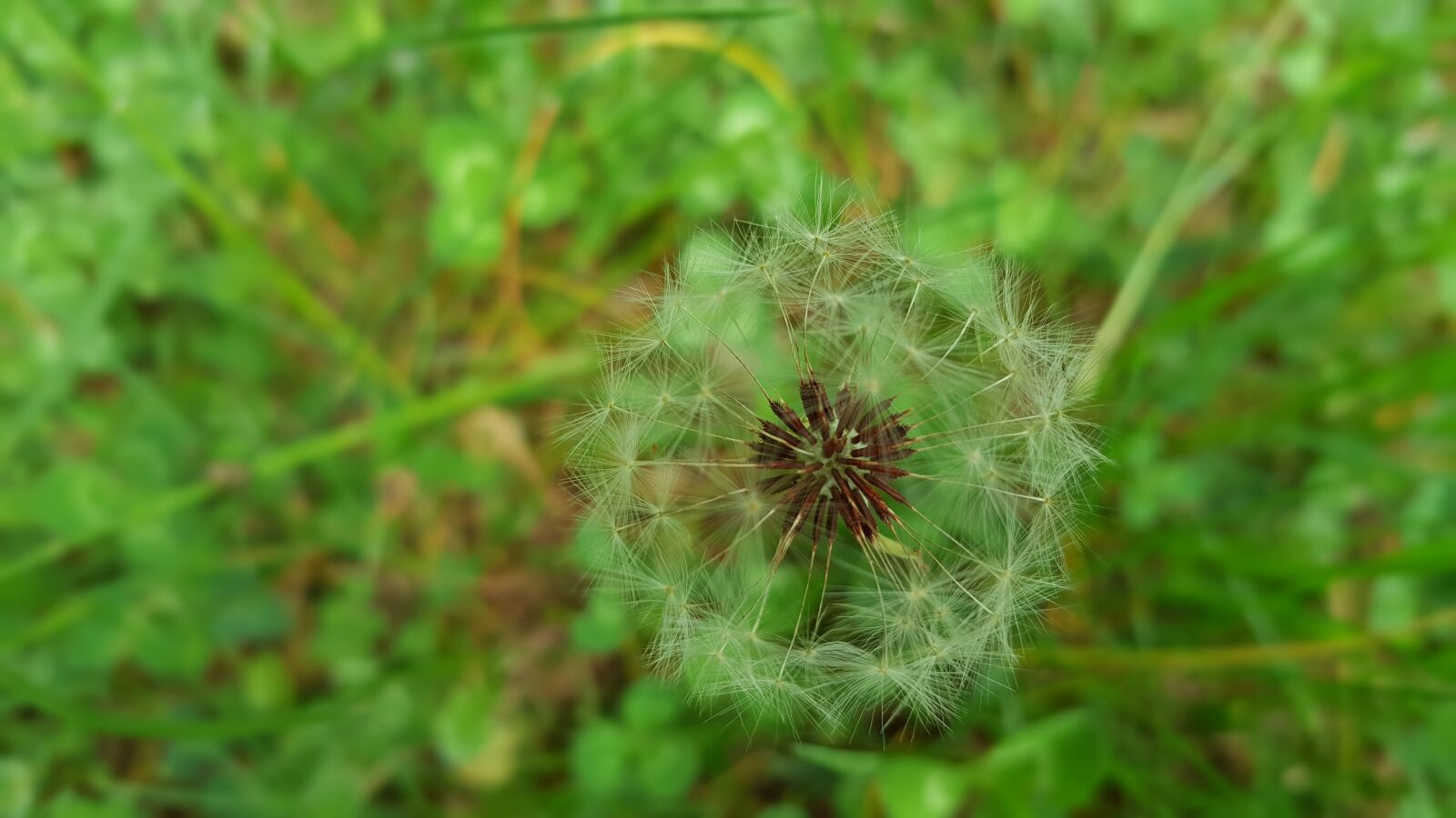 Samsung Galaxy Note5 sample photo. Dandelion, flower, nature photography