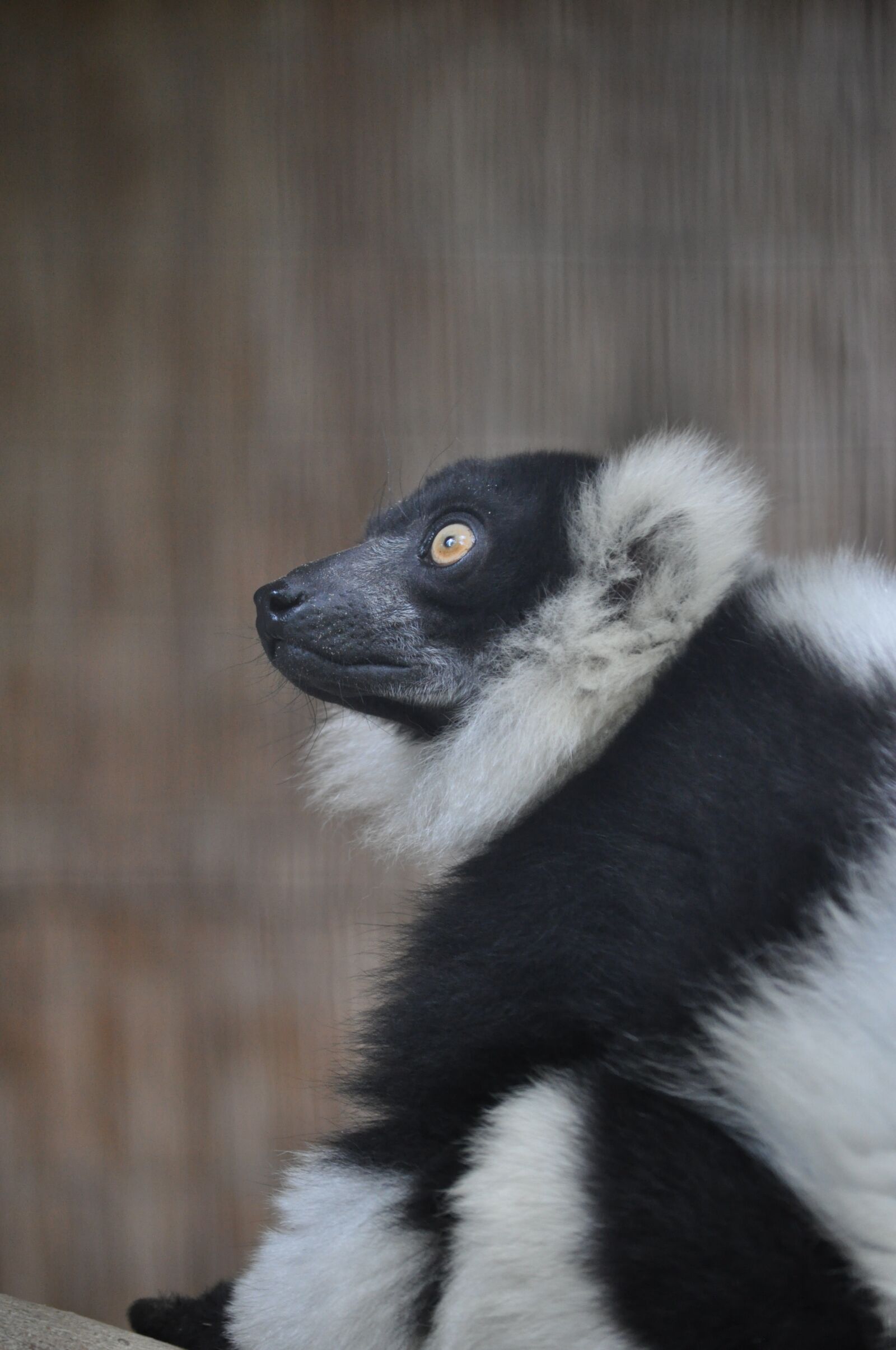 Nikon D5000 sample photo. Monkey, look, zoo photography