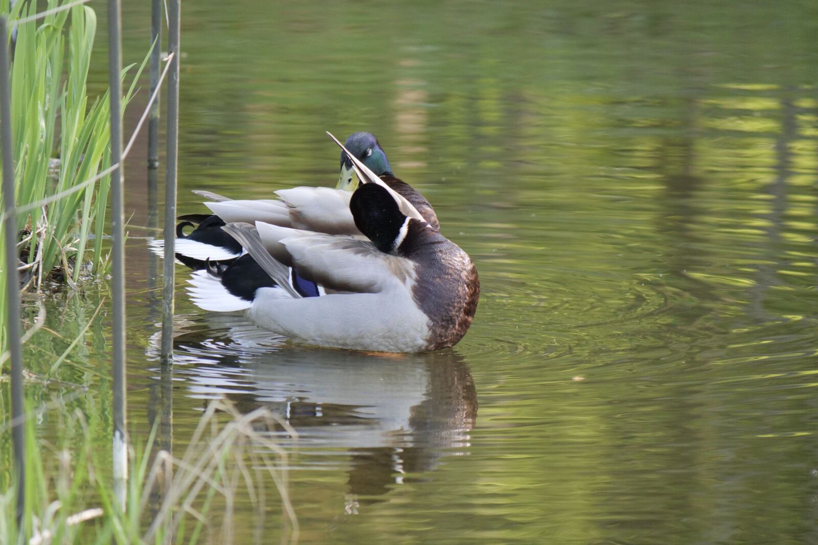 Panasonic Lumix DC-G9 sample photo. Puddle, waters, duck photography