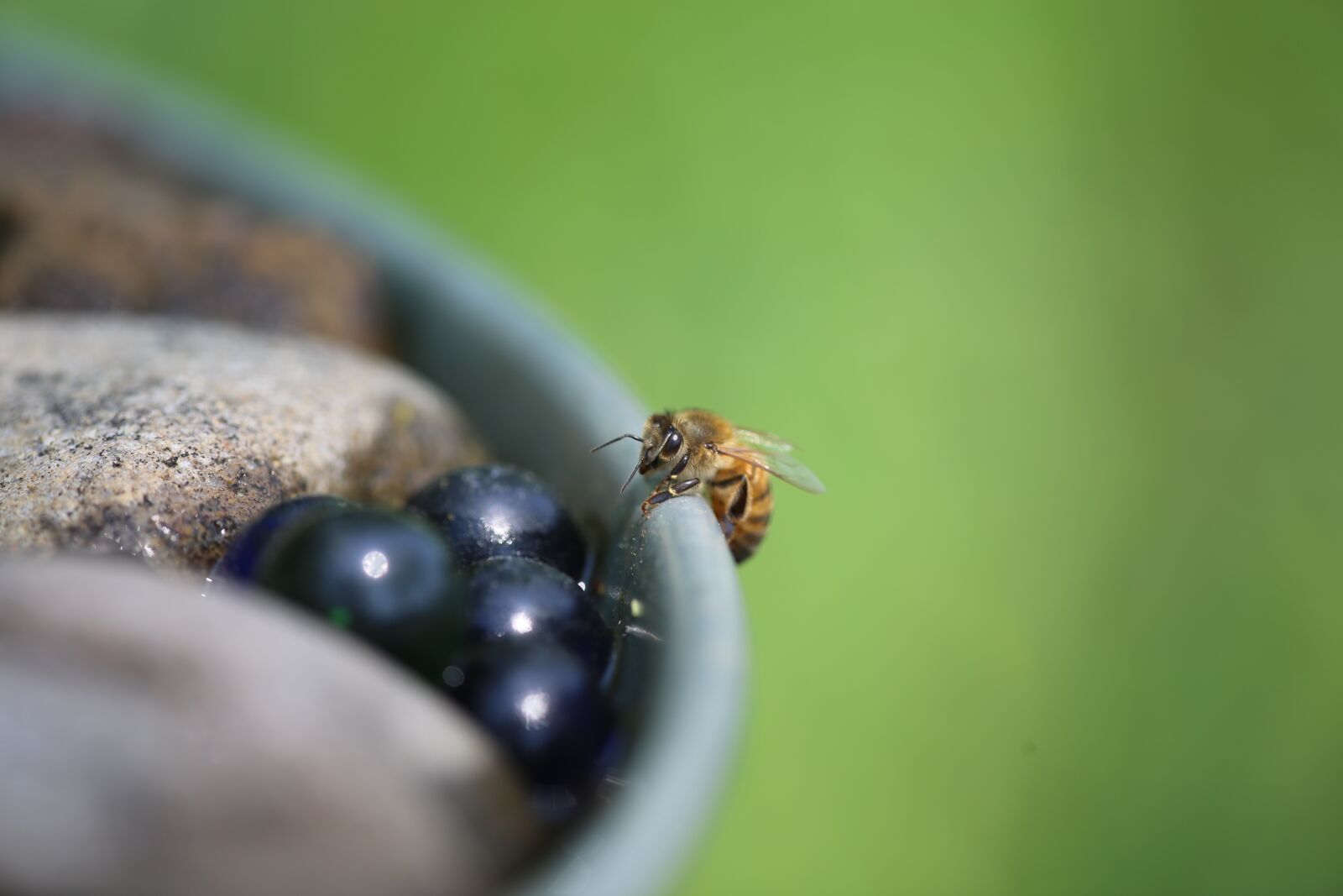 Canon EF 180mm F3.5L Macro USM sample photo. Honeybee, macro, nature photography