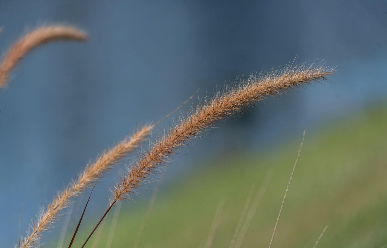 Sony a7R II + Sony FE 24-240mm F3.5-6.3 OSS sample photo. Fountain grass, nature, close photography
