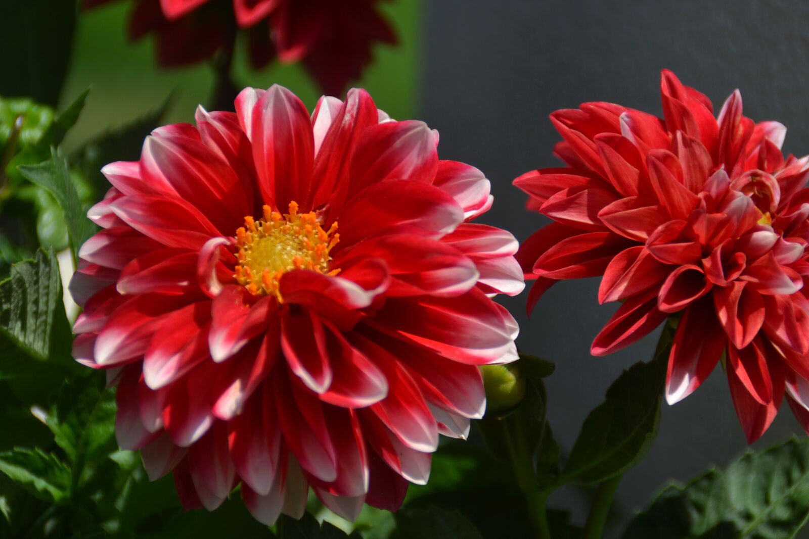 Nikon D3100 sample photo. Dahlias, flowers, bloom photography