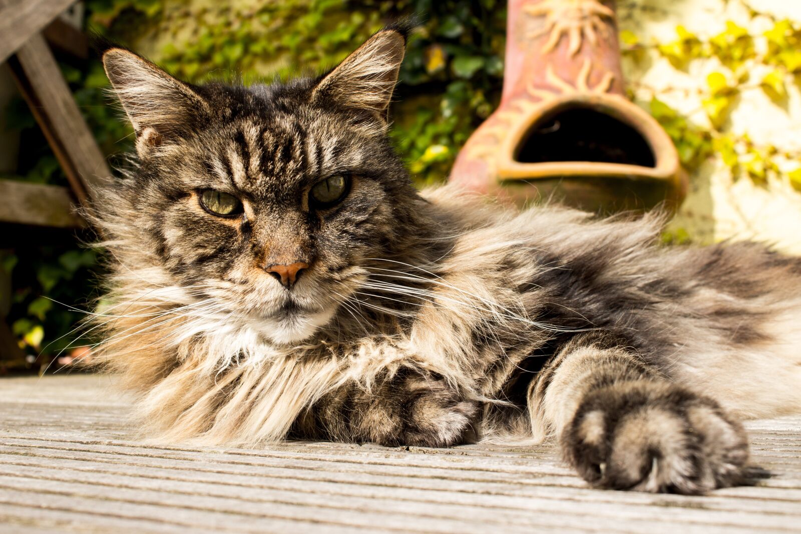 Canon EOS 600D (Rebel EOS T3i / EOS Kiss X5) sample photo. Main coon, pet, cat photography