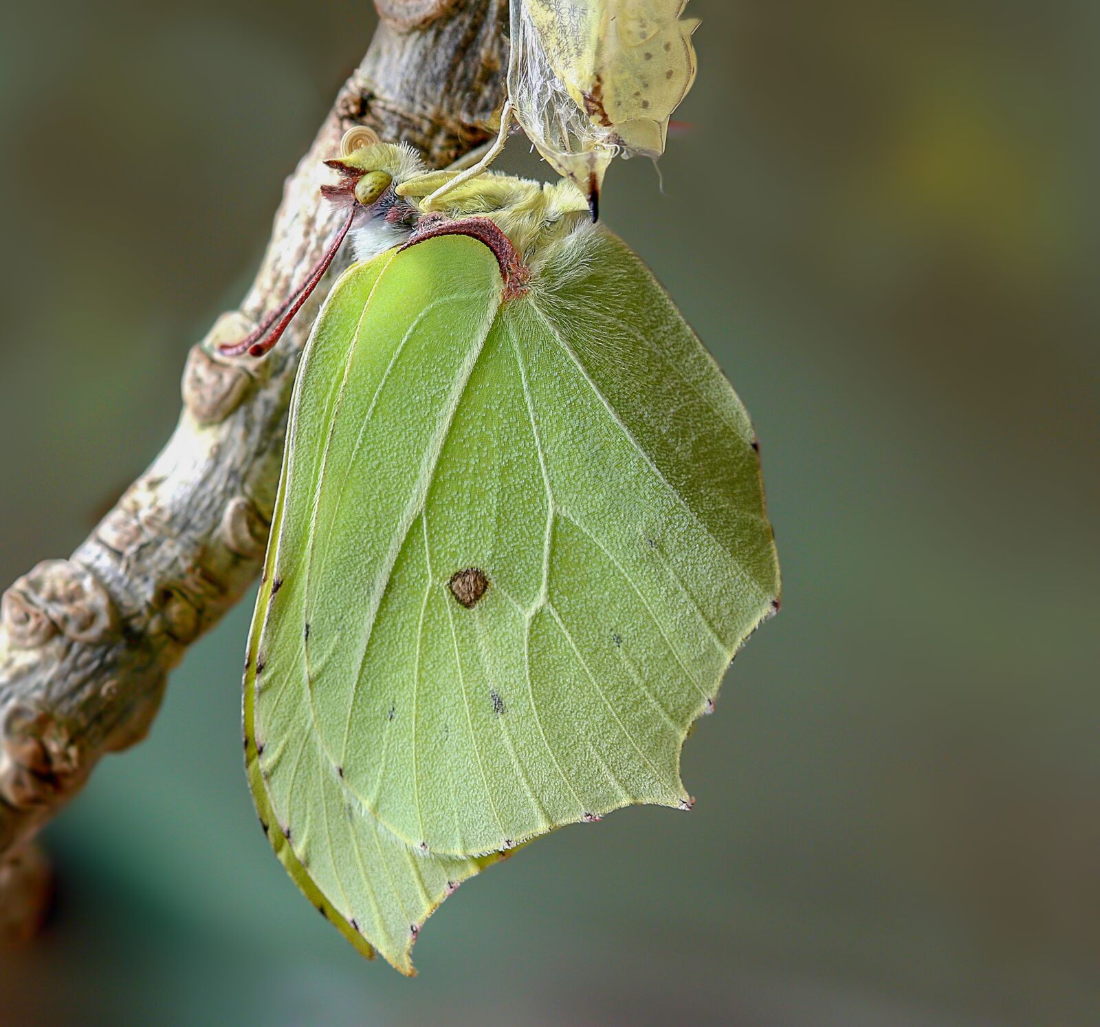 Canon EOS 350D (EOS Digital Rebel XT / EOS Kiss Digital N) sample photo. Butterfly, brimstone, nature photography