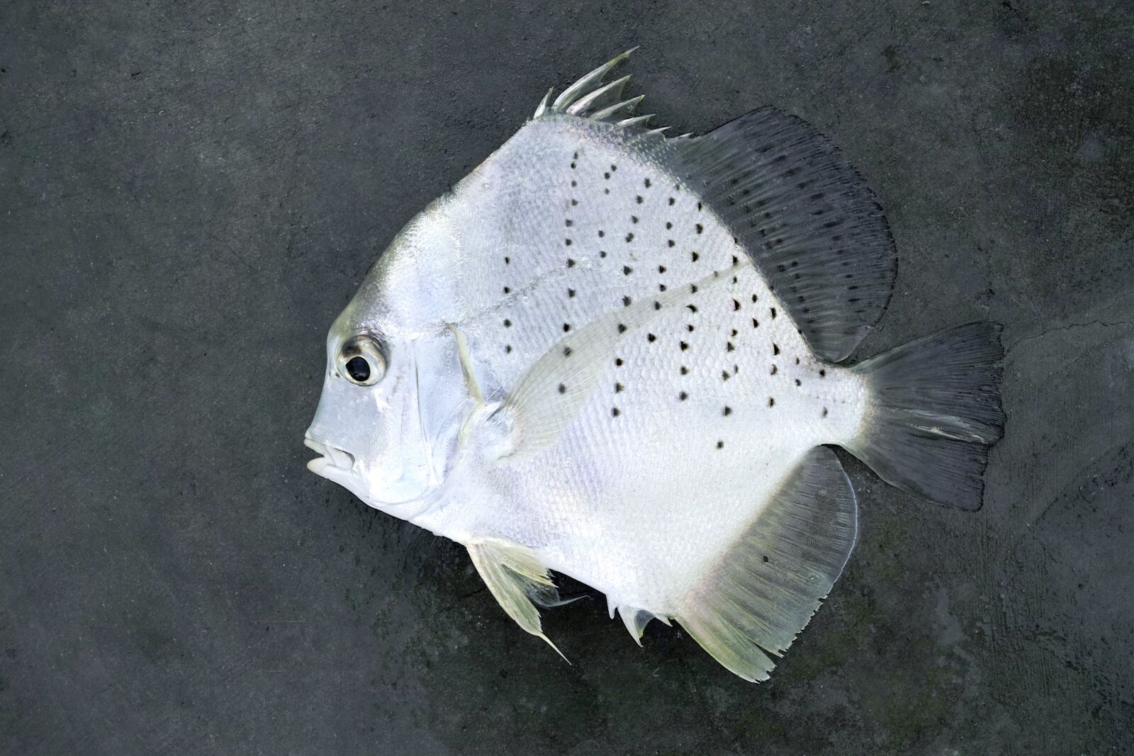 Sigma DP2 Merrill sample photo. Fish, big fish, dead photography