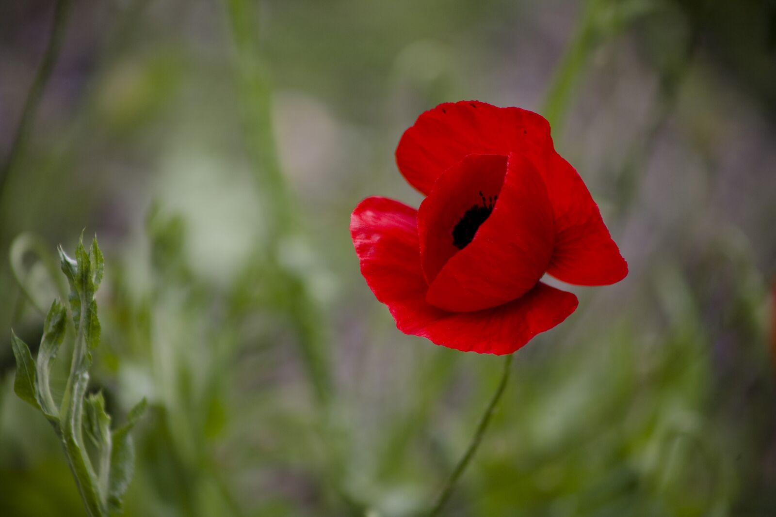 Canon EOS 5D sample photo. Papaver rhoeas, flower, poppy photography