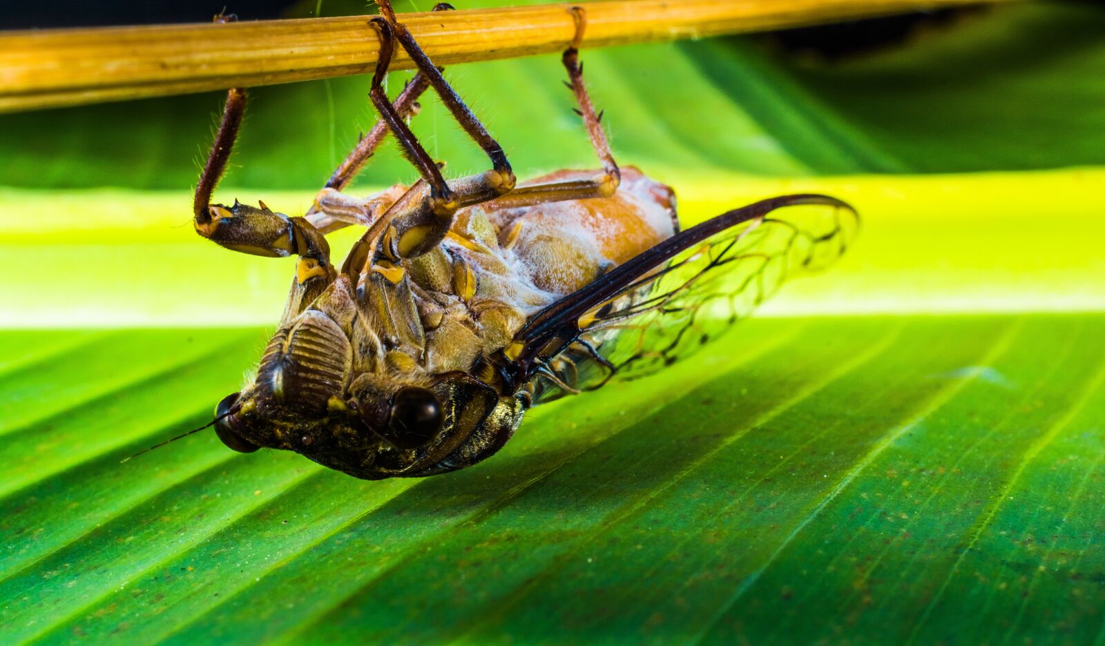 Nikon D5200 sample photo. Insect, new insect, whopper photography