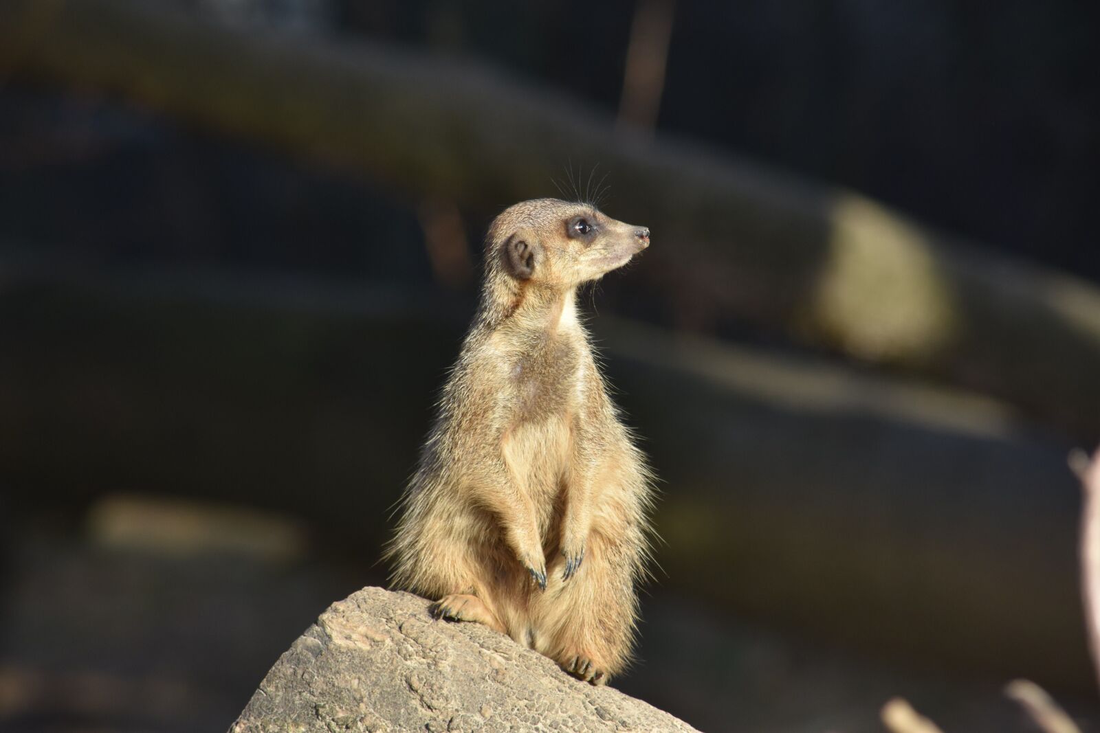 Nikon D7200 sample photo. Meerkat, nature, mammal photography