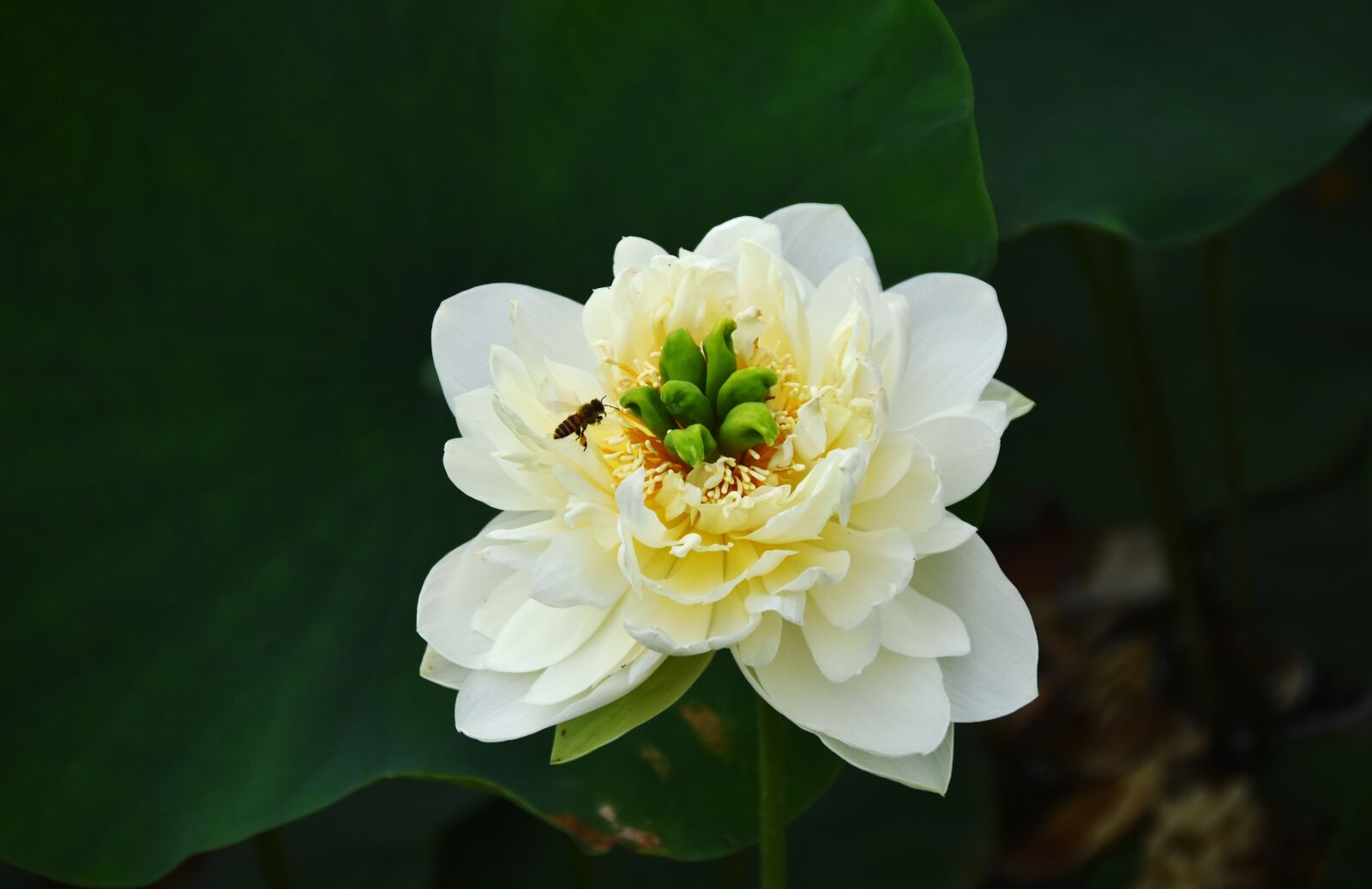 Nikon D7200 sample photo. Golden lotus, blooming, flower photography